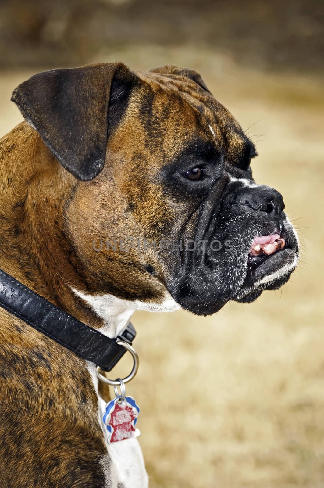 Boxer with his lip curled in. Great family dog, wonderful with children