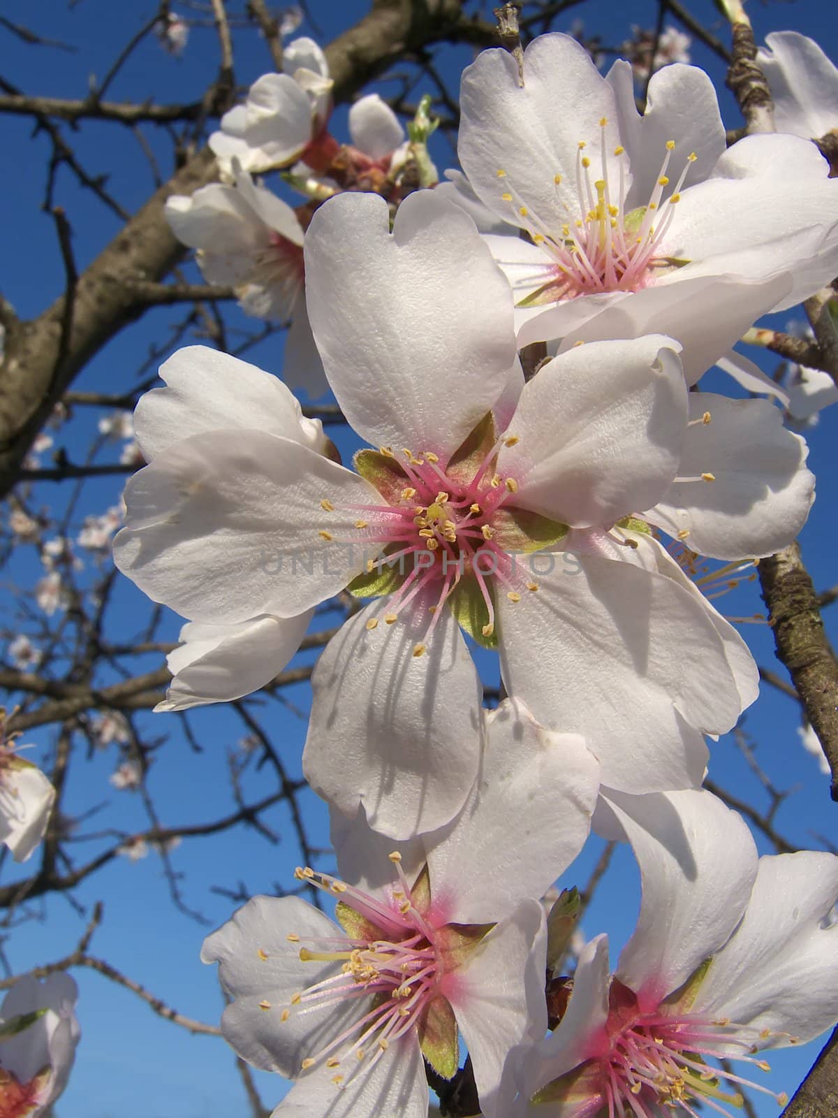 image of some flowers on almond tree branches