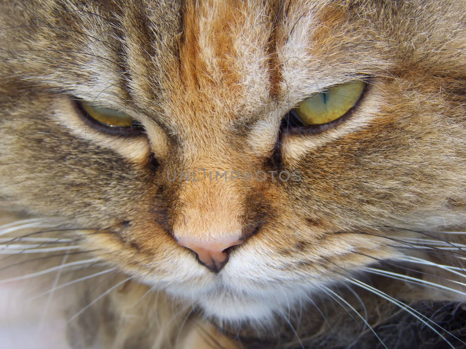 close-up image of a Persian cat face 