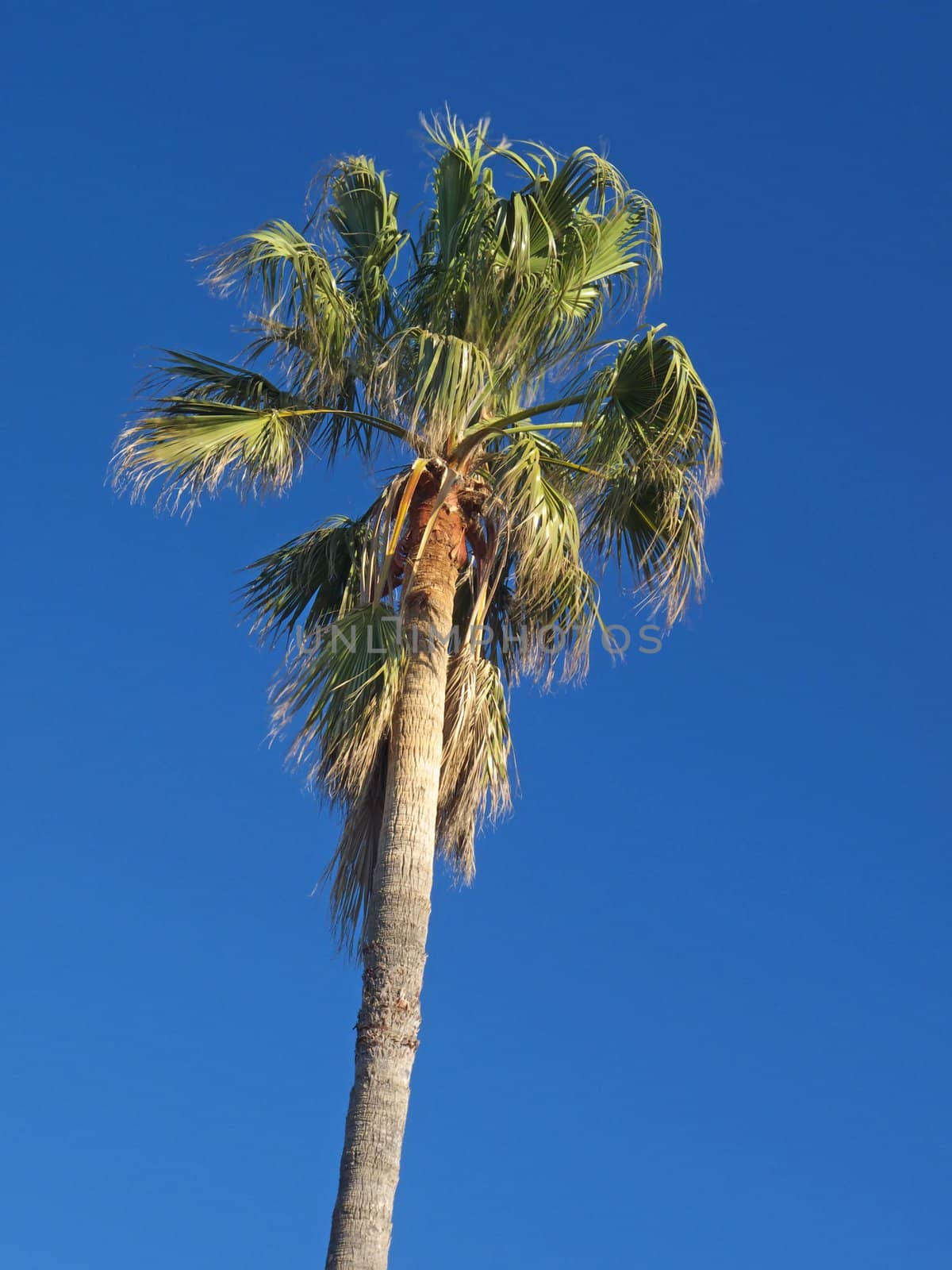 a long palm tree in the blue sky