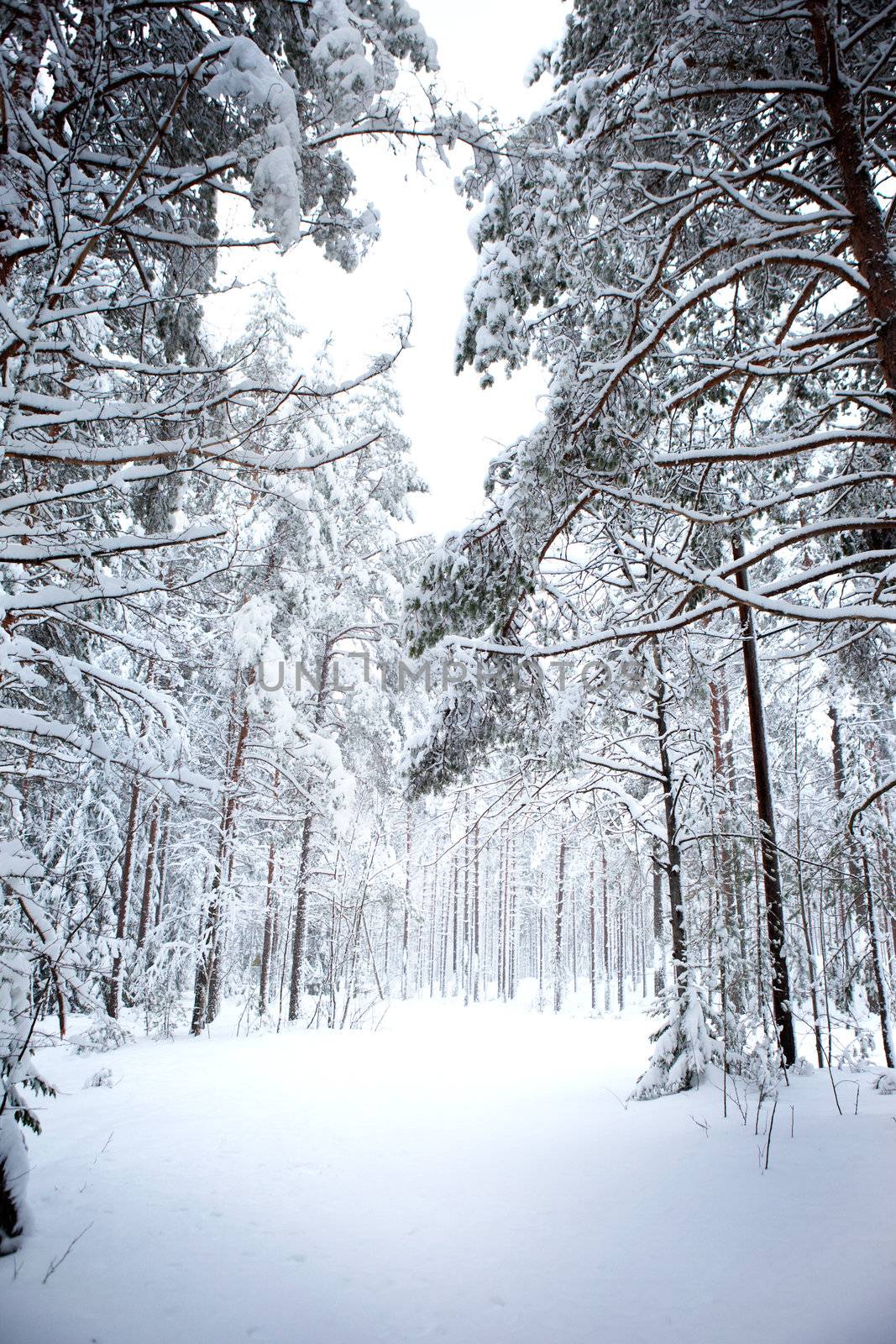 A romantic winter forest with lots of snow