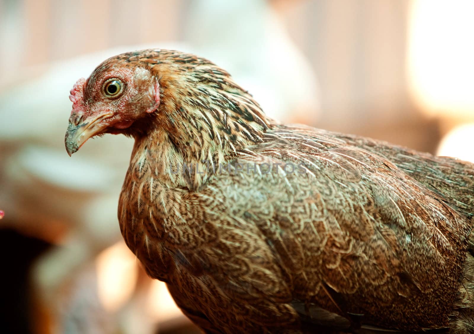 A chicken in a market for sale