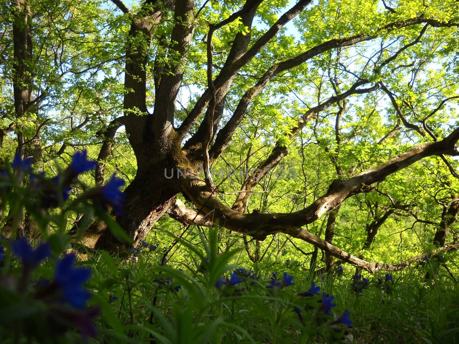 Wood; flora; plants; trees; vegetation; a track; a route; caucasus; the nature; a landscape; beauty 