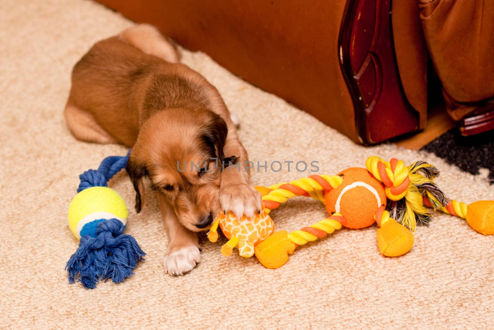 A playing saluki pup on carpets
