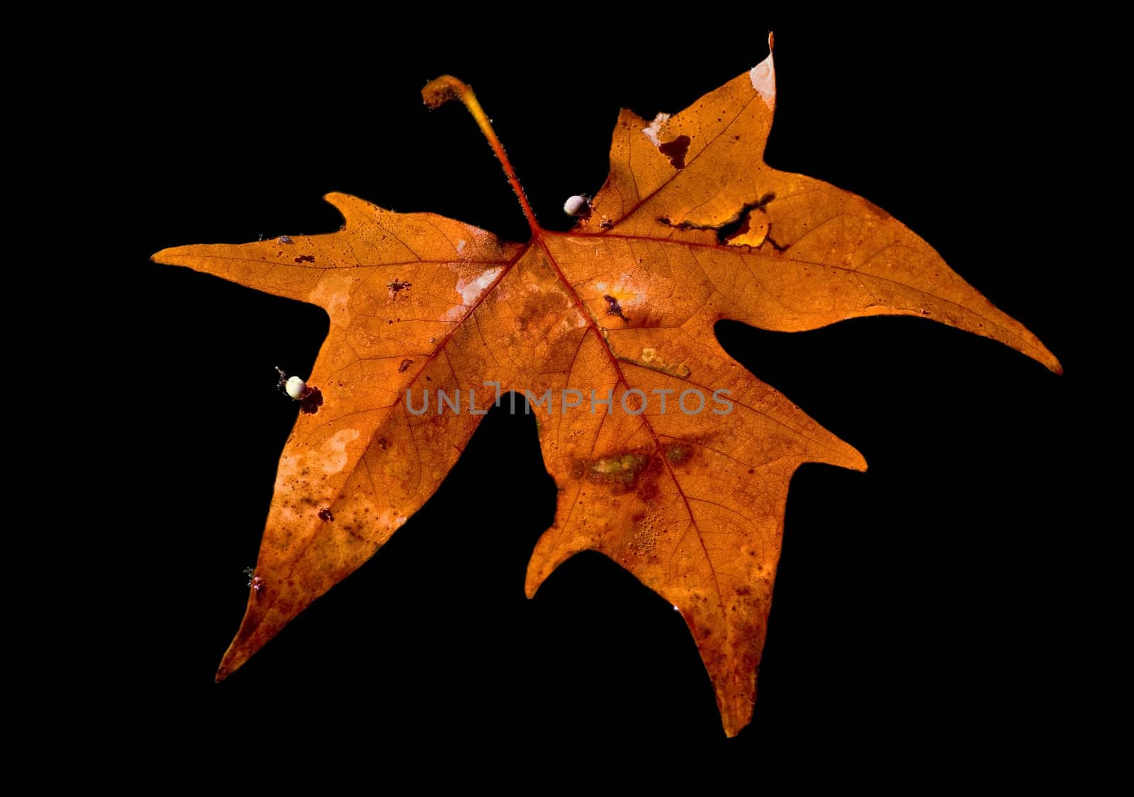 Autumn leaf  floating on the water,  black background.