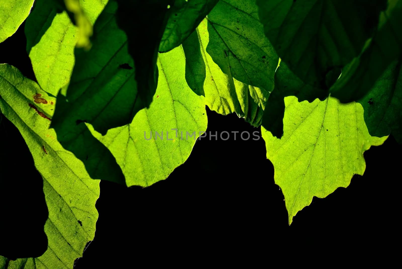 Green leaves on black background, taken in Botanical Garden in Madrid, Spain.