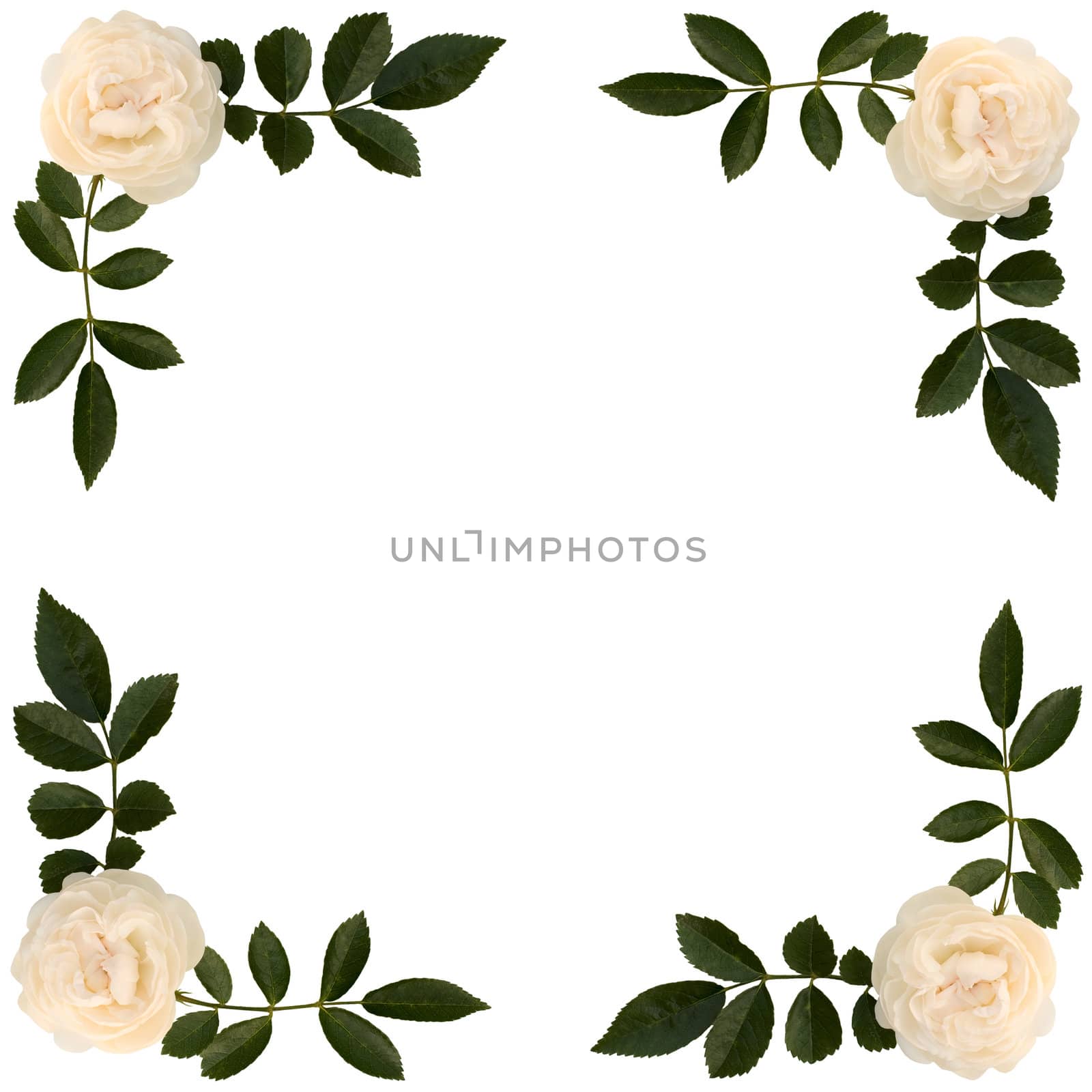 Frame of sprigs  tea-rose on white background