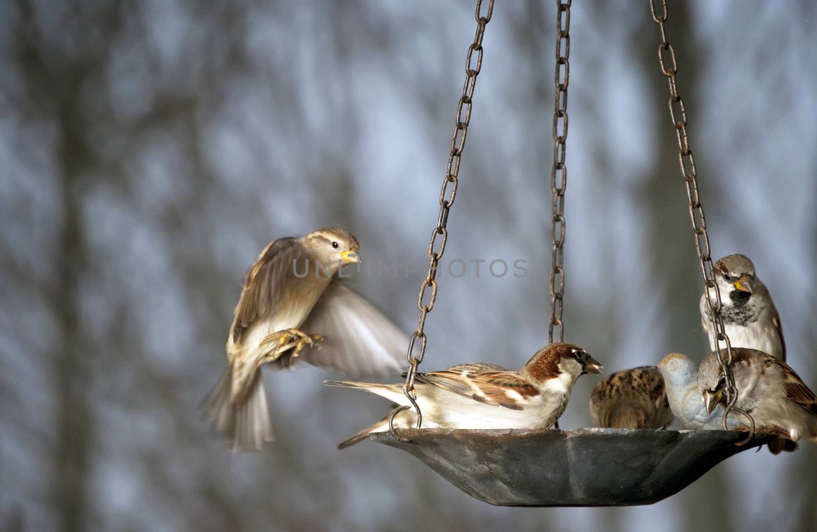 Five sparrows share a bird feeder during a snow storm