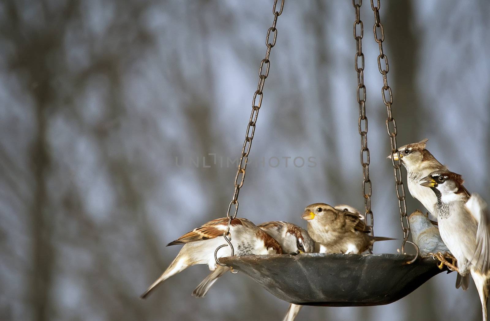Rowdy bunch of sparrows crowding each other at a bird feeder.