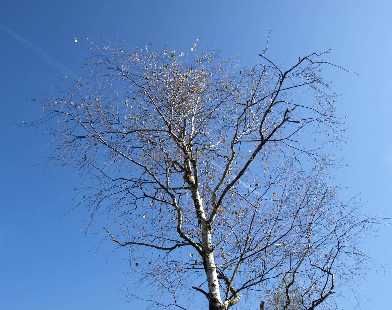 Tree over blue sky