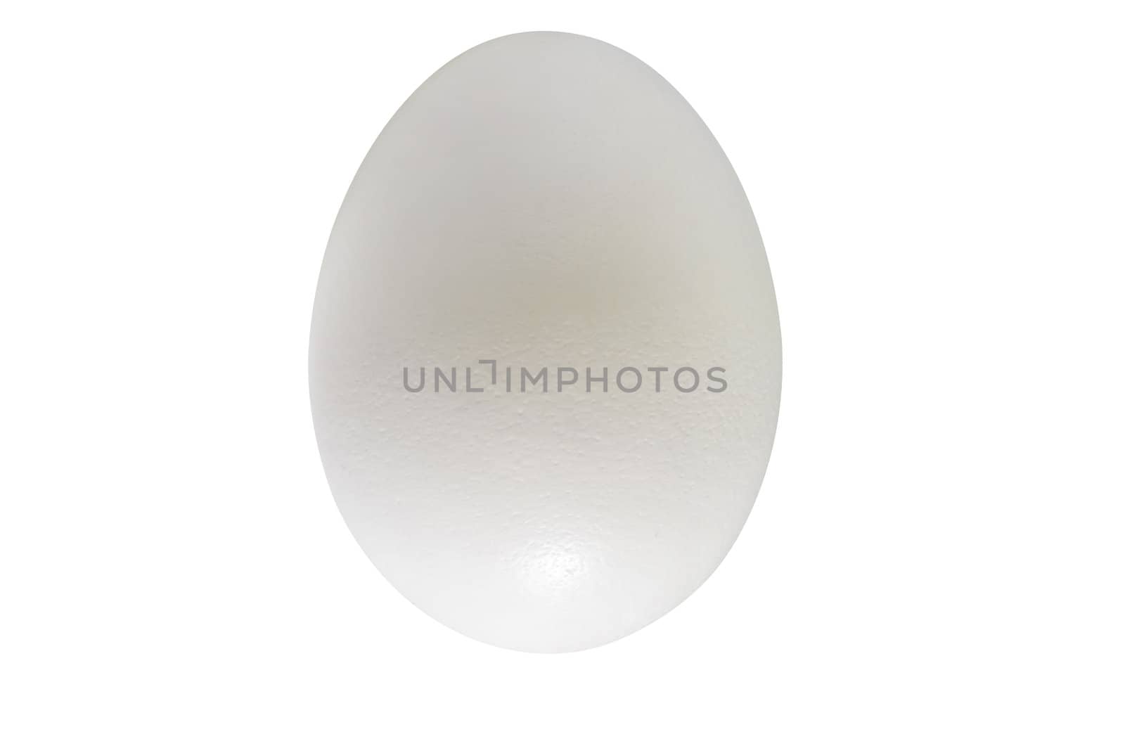 White chicken egg isolated on white with a clipping path.