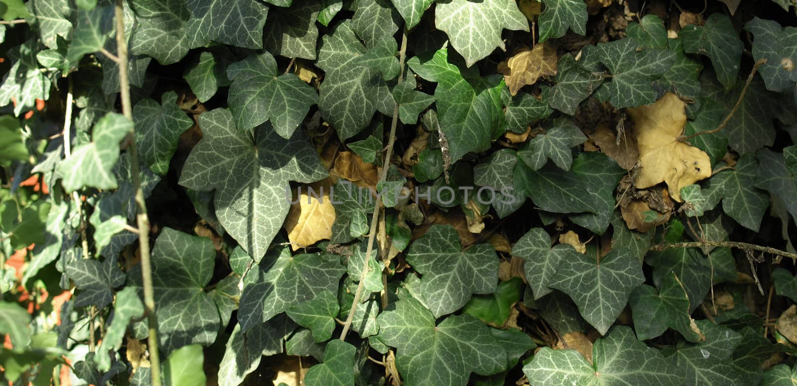 Green ivy plants background