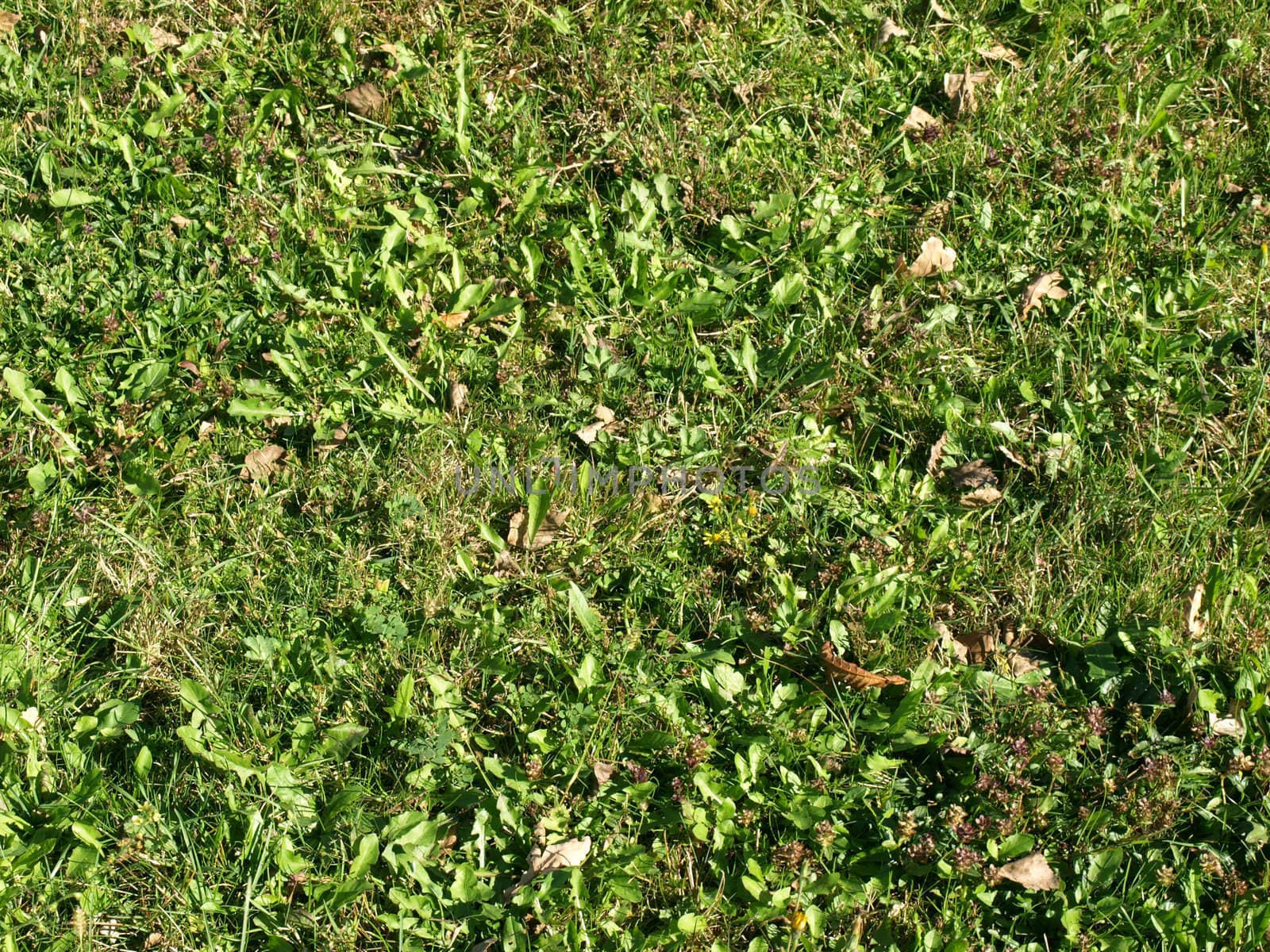 Grass meadow weed by claudiodivizia