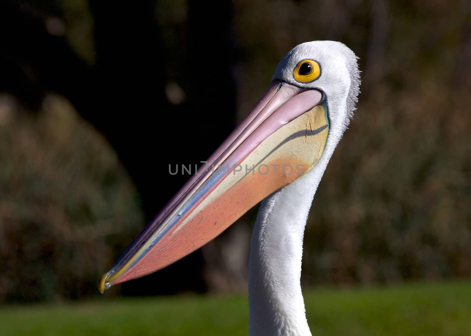 Portrait of an Australian Pelican (Pelecanus conspicillatus), Western Australia.