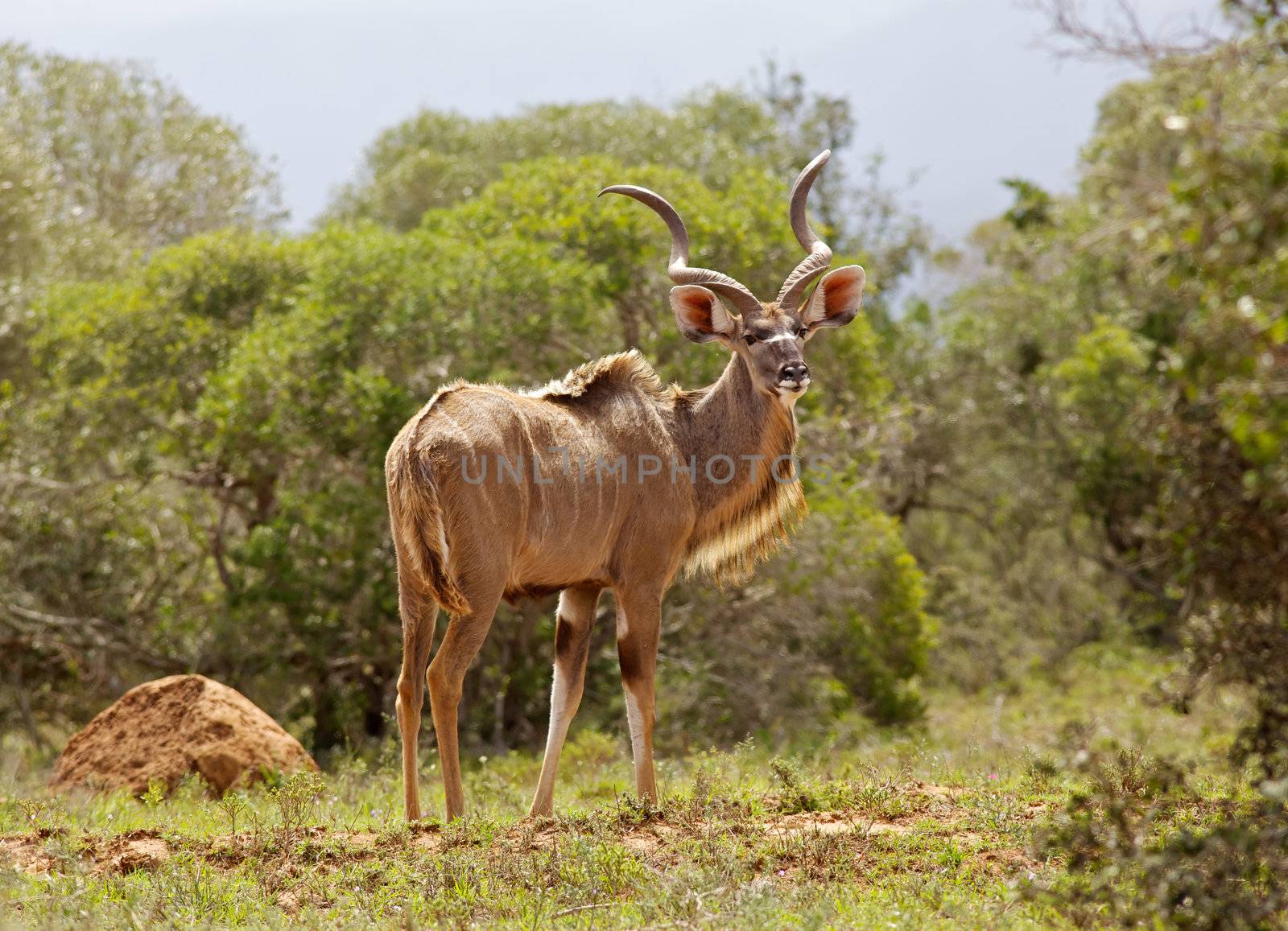 A kudu bull (Tragelaphus strepsiceros) in the Addo Elephant National Park, South Africa.