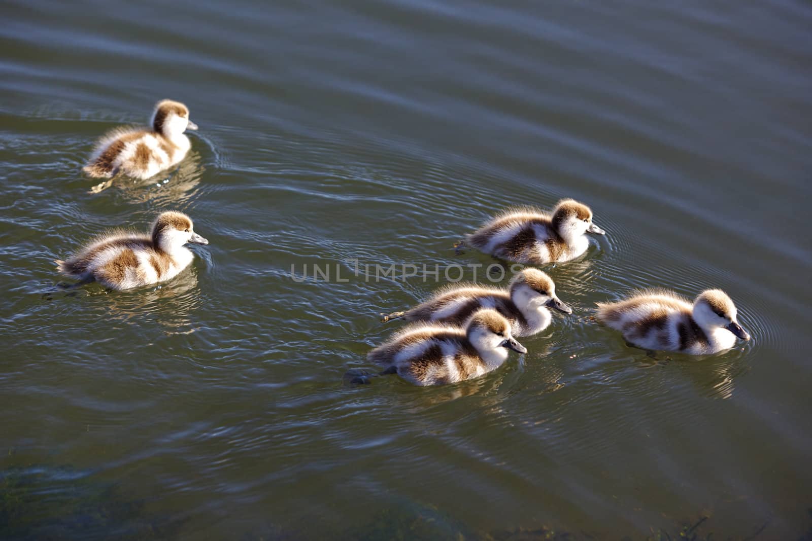 Australian Shelduck (Tadorna tadornoides) ducklings swimming together.
