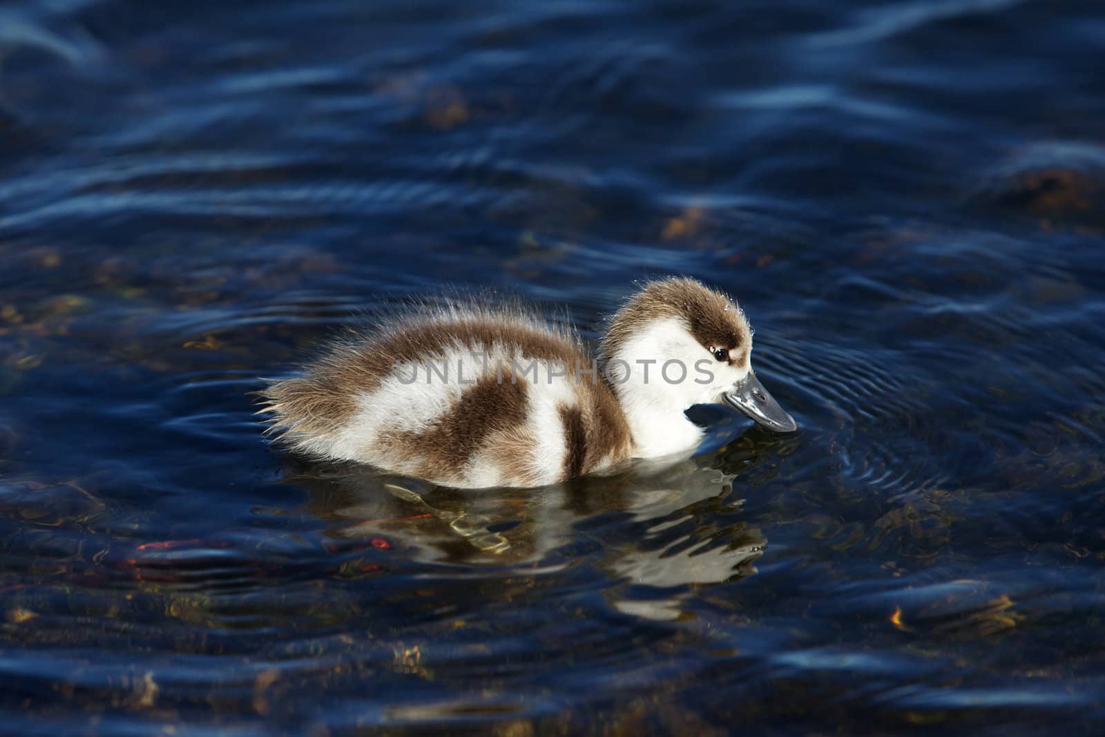 Shelduck Duckling by zambezi