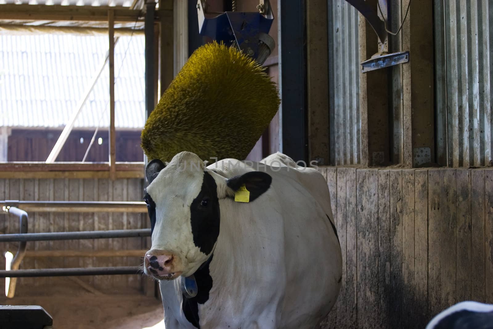 Happy cow having the massage in modern cowshed