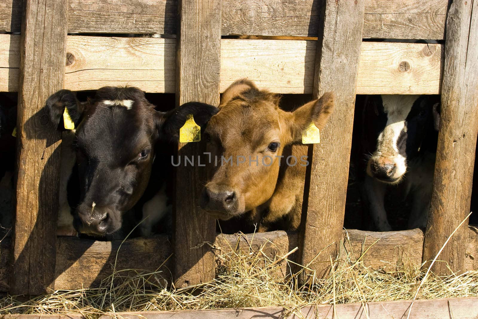 Cows feeding hay in a farm