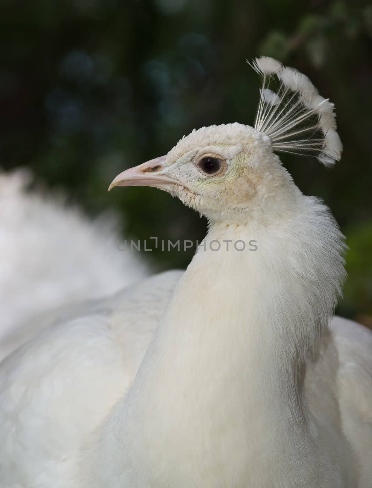 White Peafowl taken in a park on Madeira, Portugal.