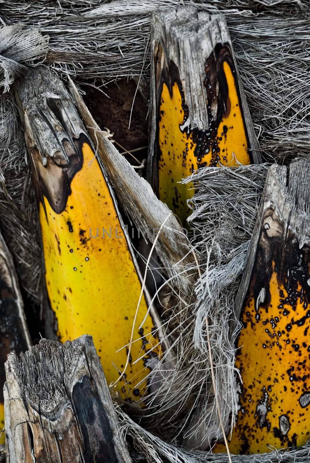 Closeup of a palm trunk, taken on Madeira, Portugal.