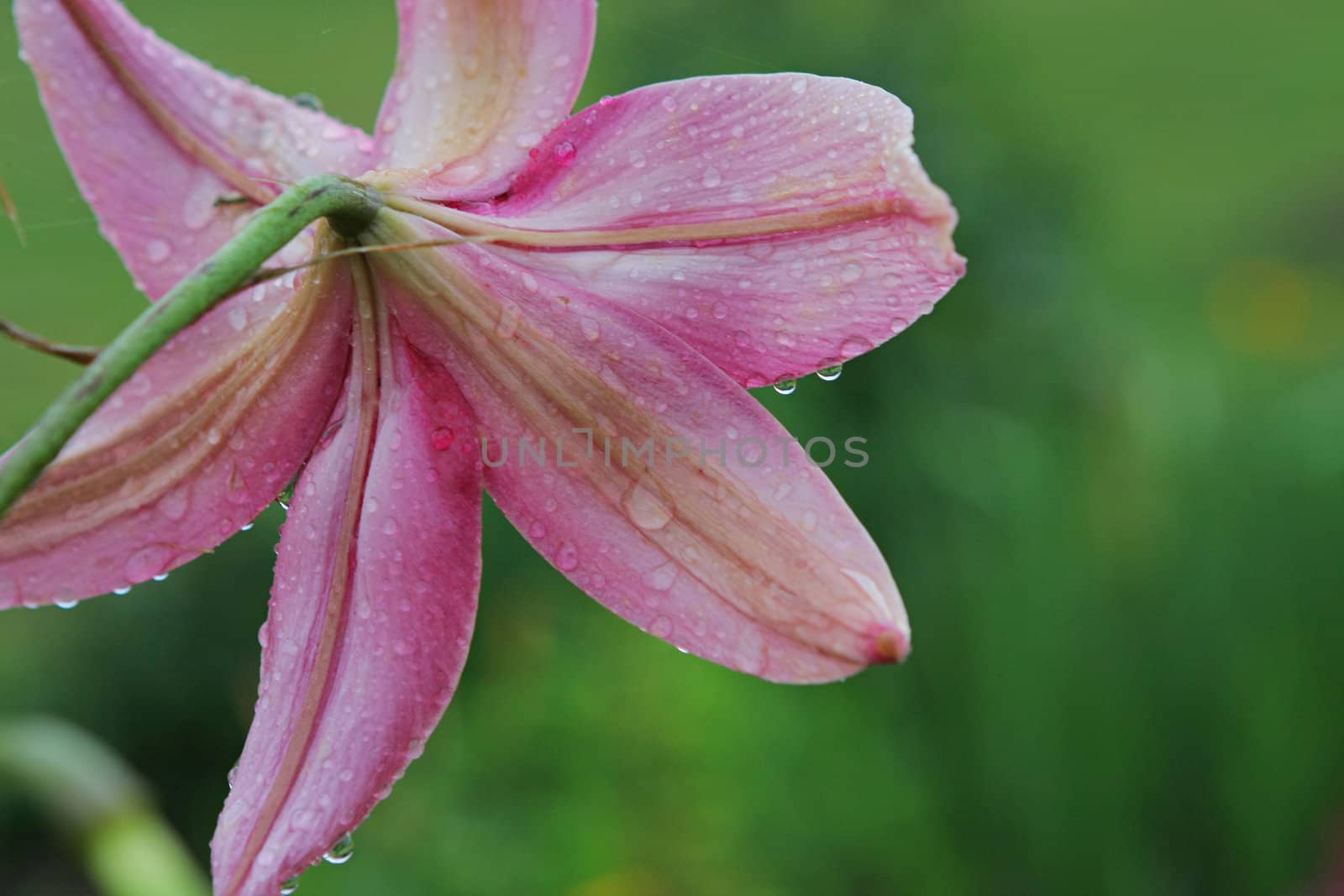 Pink lilly with dewdrops in summer day.