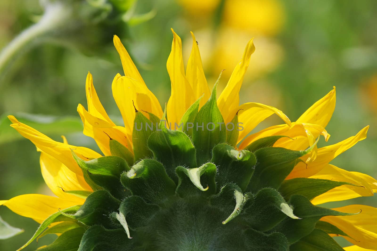 Green grass with sunflower in summer day.