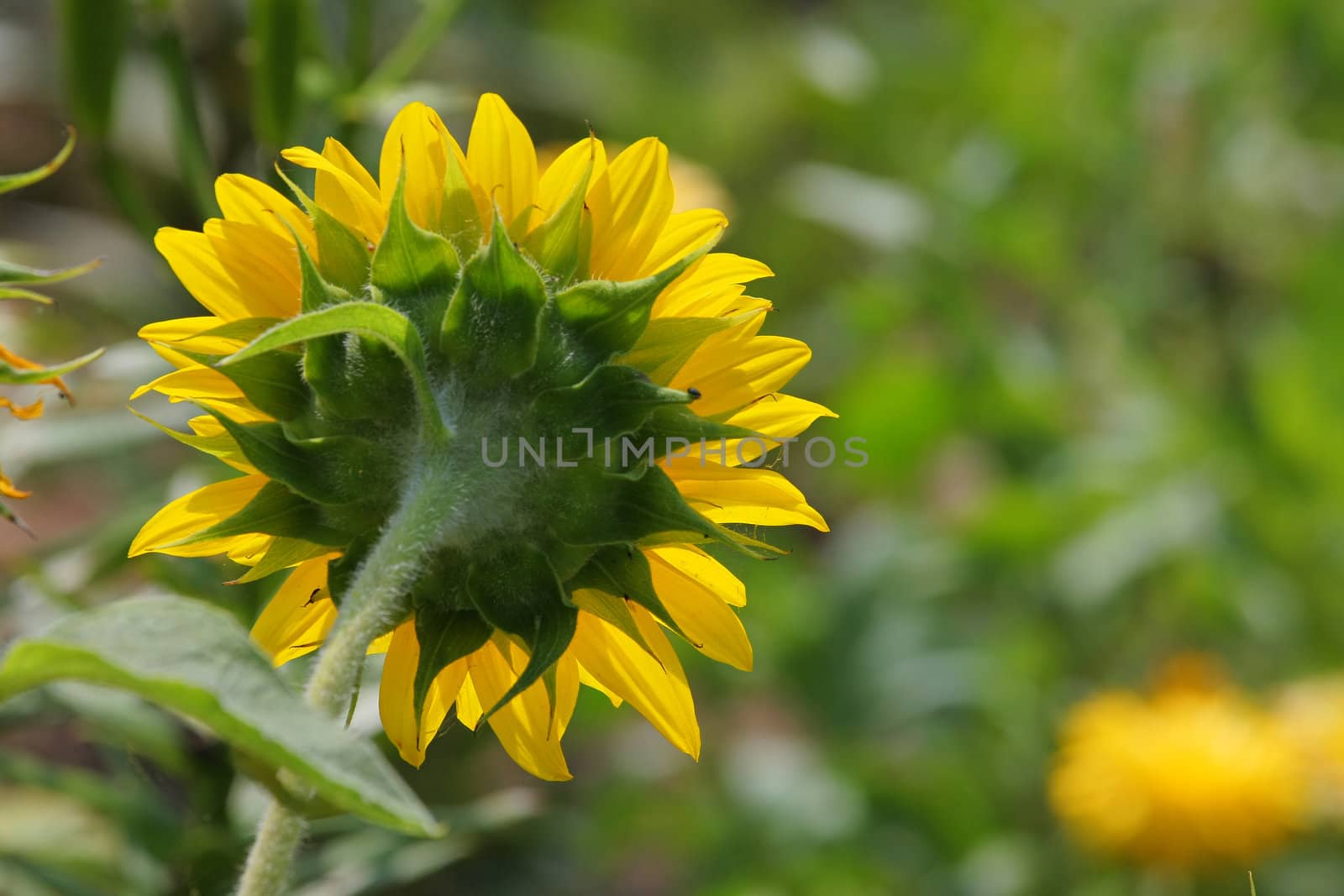 Green grass with sunflower in summer day.