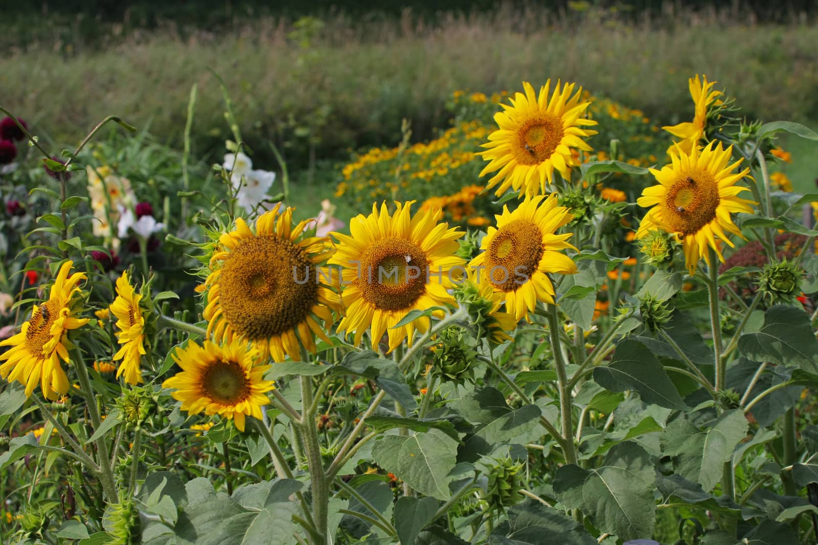 Green grass with sunflowers in summer day.