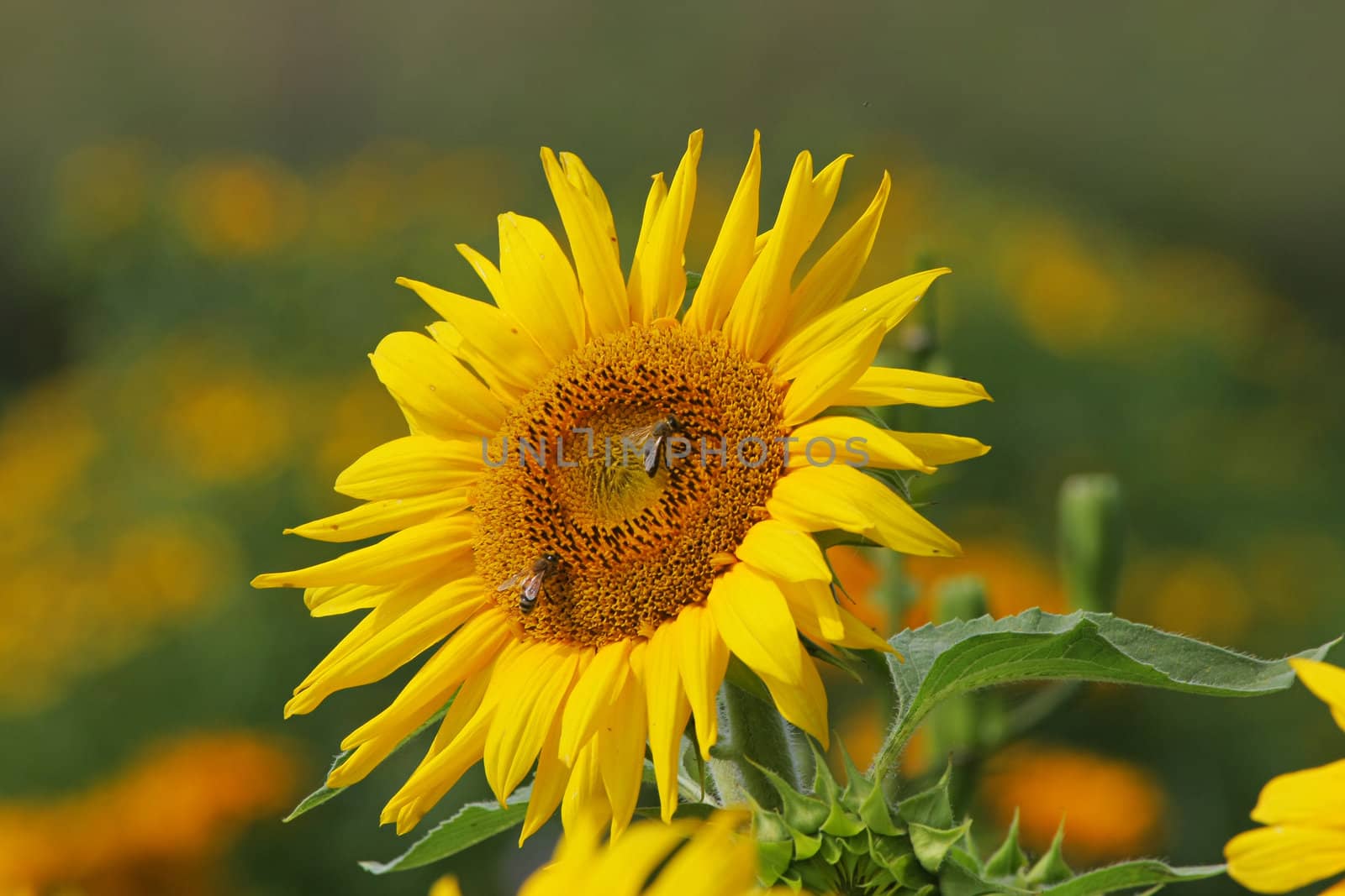 One sunflower with bees in summer day.