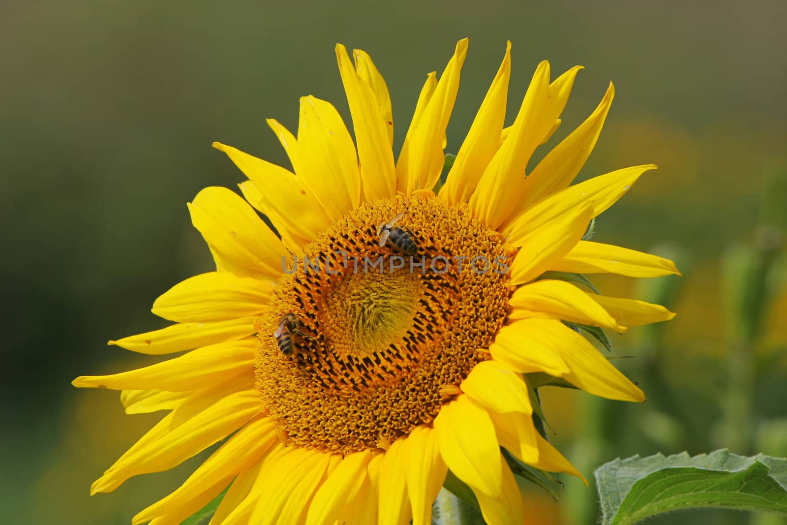 One sunflower with bees in summer day.