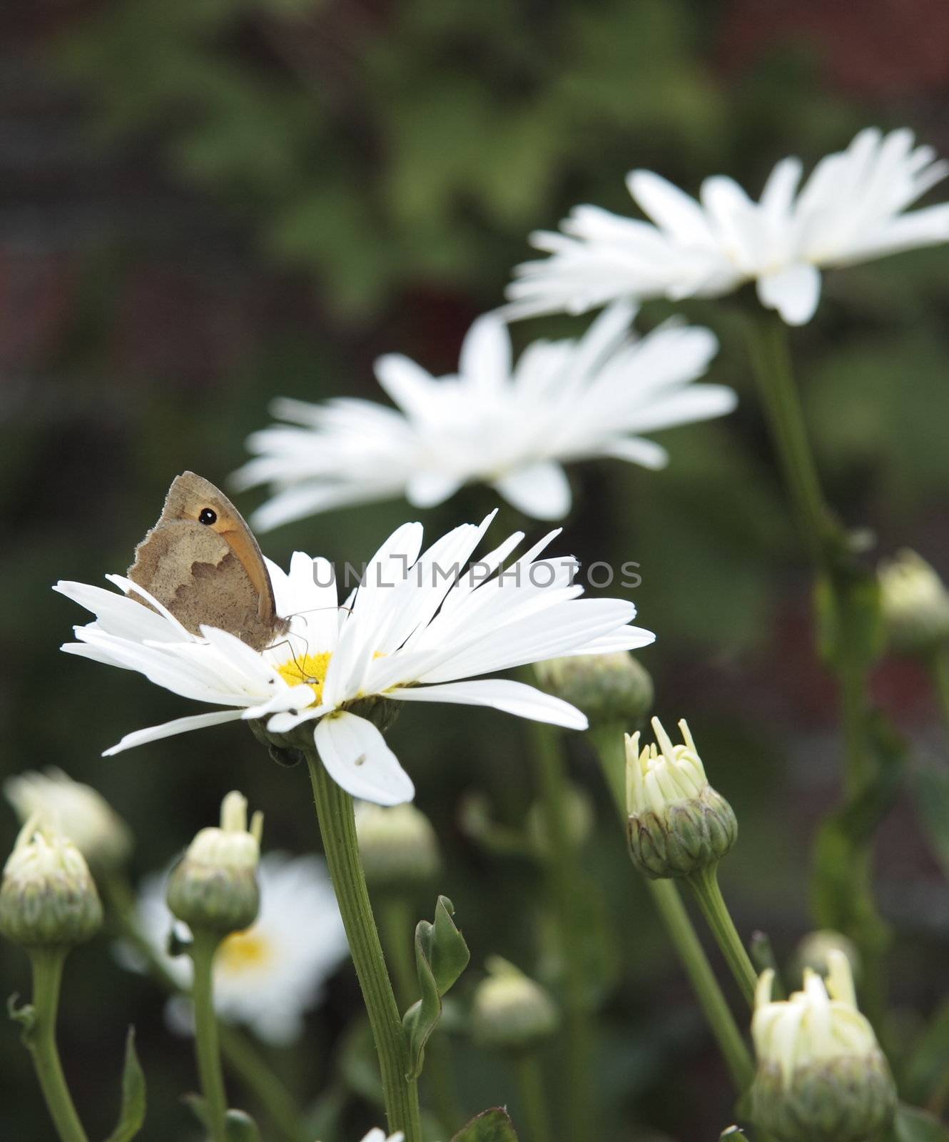 brown butterfly on white daisies growing in the garden