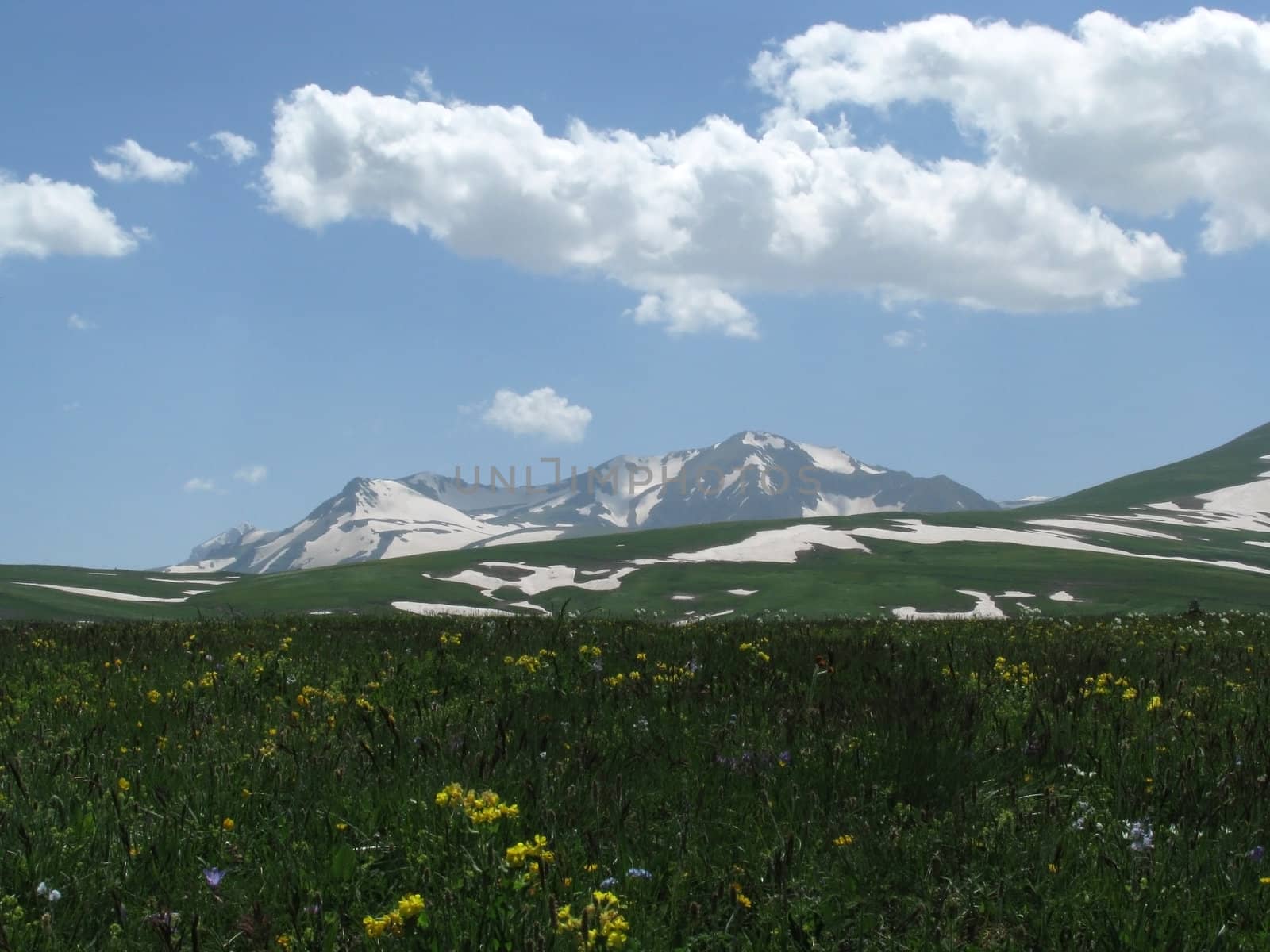 the Alpine meadows by Viktoha