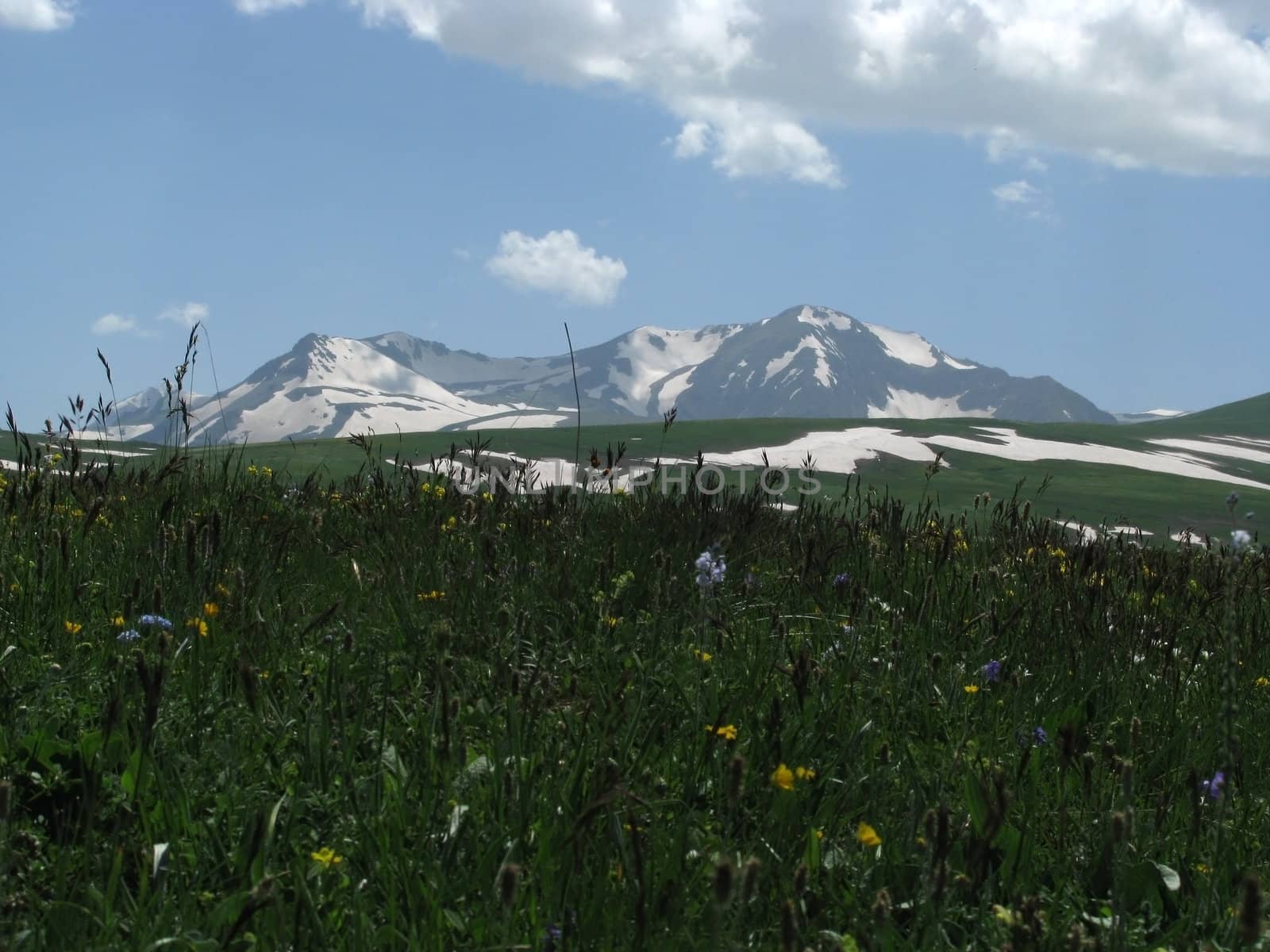 Europe; Russia; flora; the Alpine meadows, vegetation, a distance, summer, greens, flowering, plants, flowers