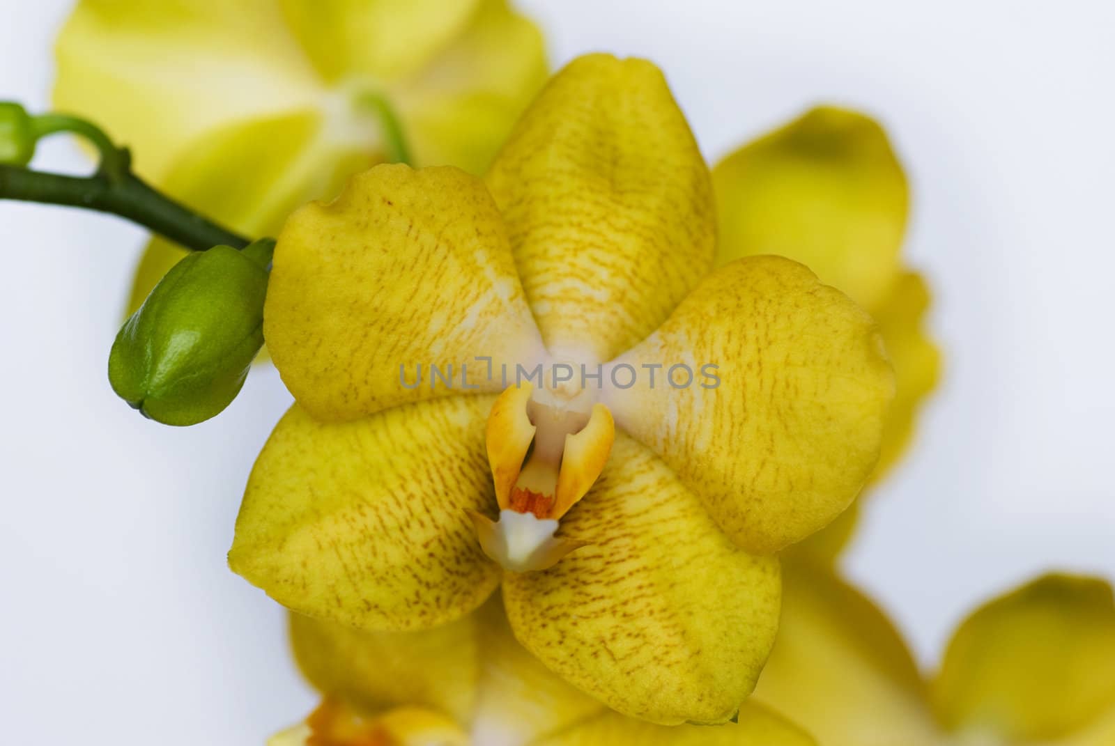 yellow orchid by pikolo