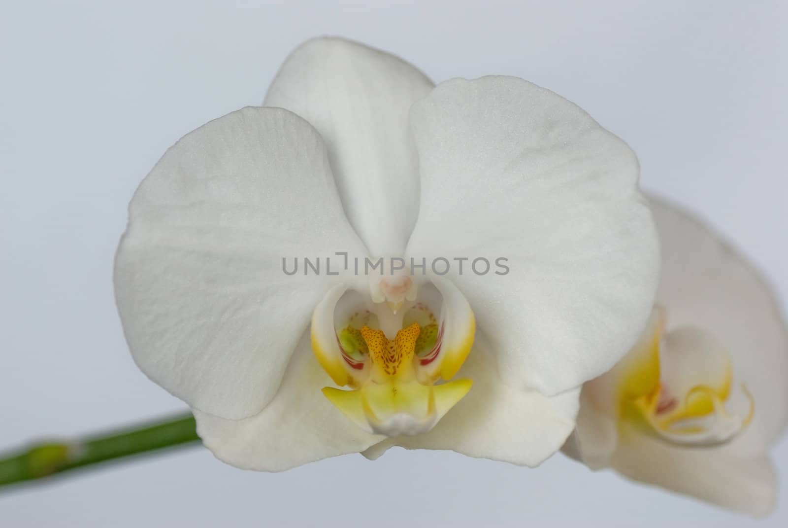 white orchid by pikolo
