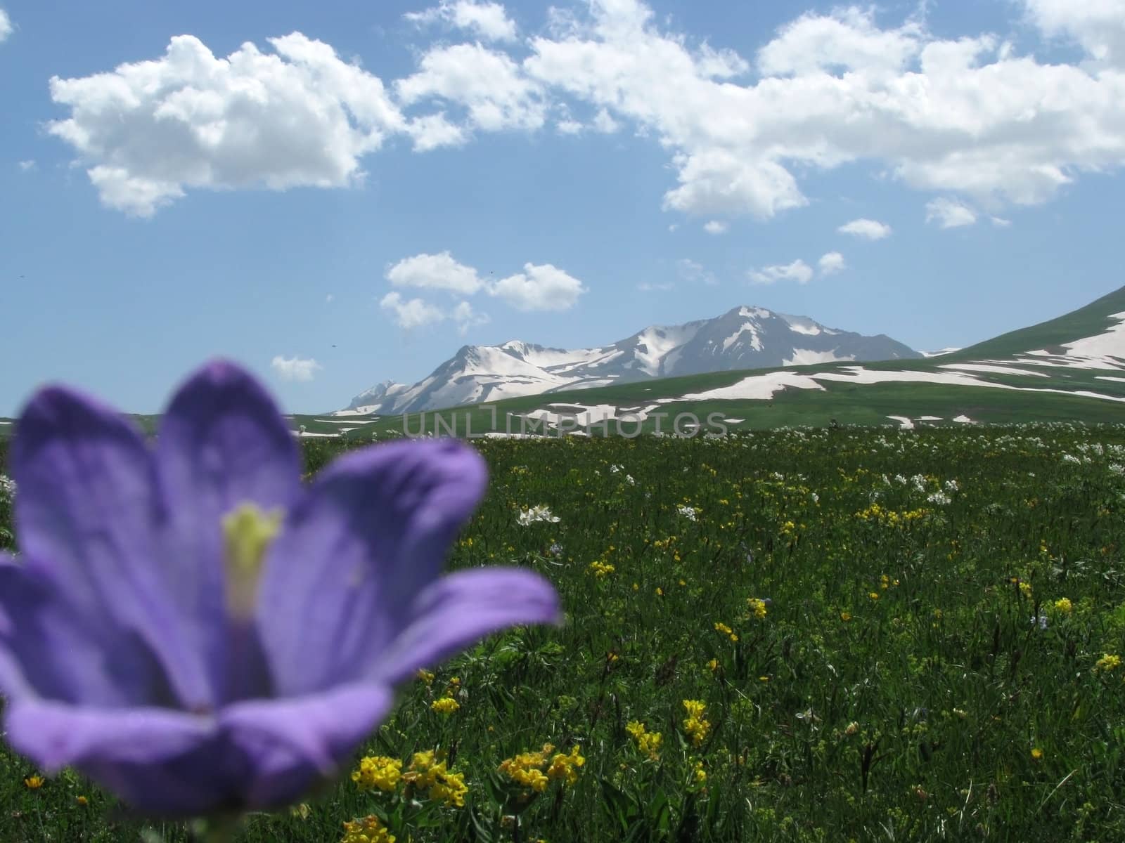 Europe; Russia; flora; the Alpine meadows, vegetation, a distance, summer, greens, flowering, plants, flowers