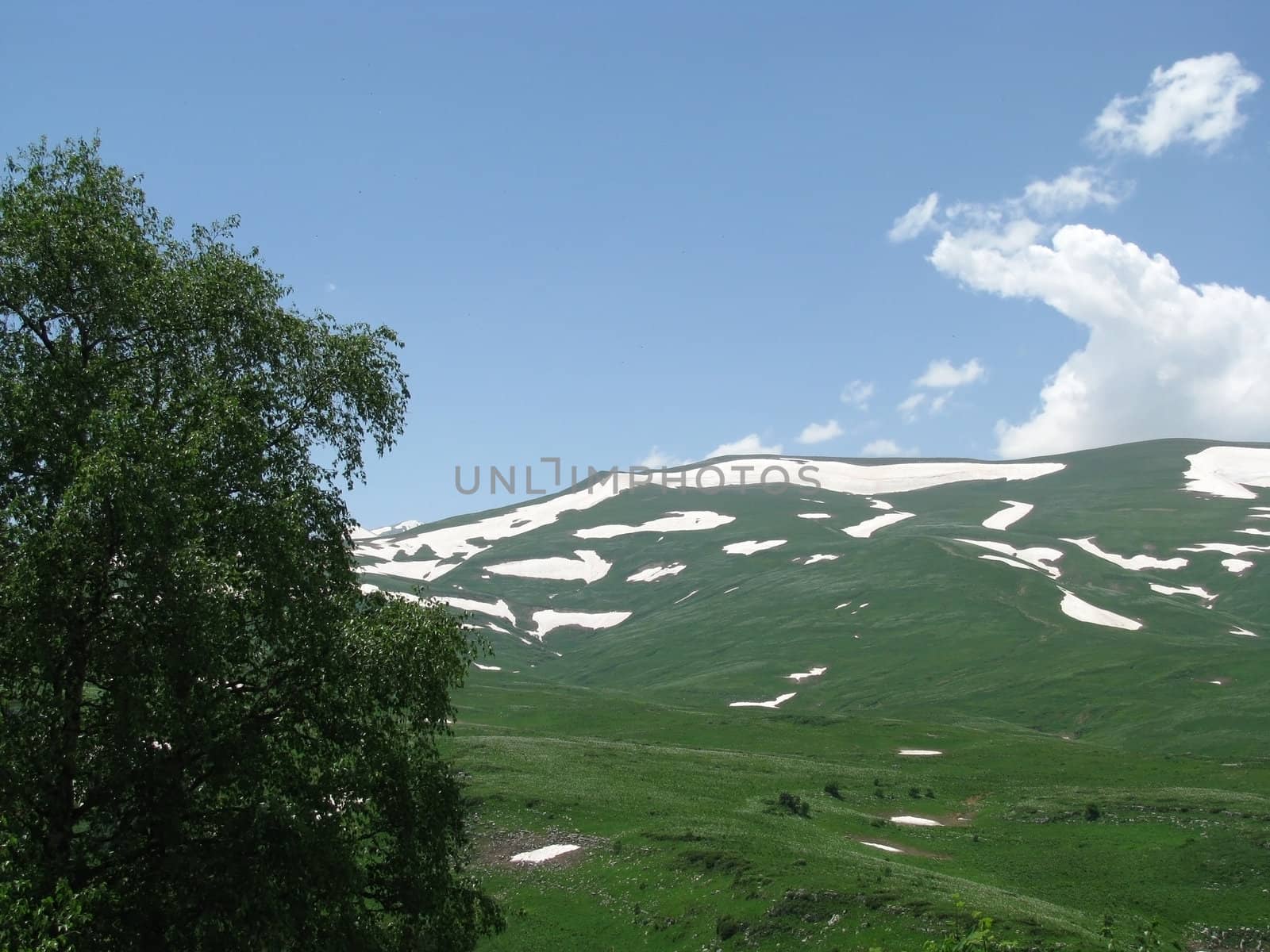 Europe; Russia; flora; the Alpine meadows; vegetation; a distance; summer; greens; flowering; plants; flowers