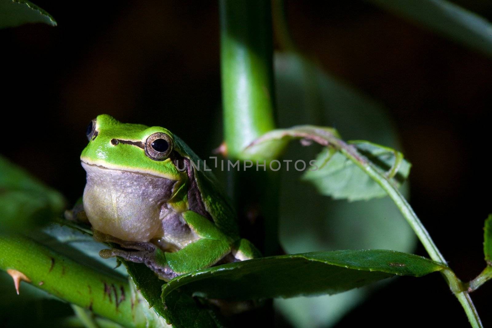 green frog by agg