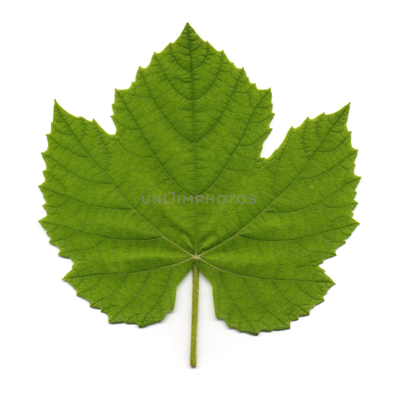 Vine leaf