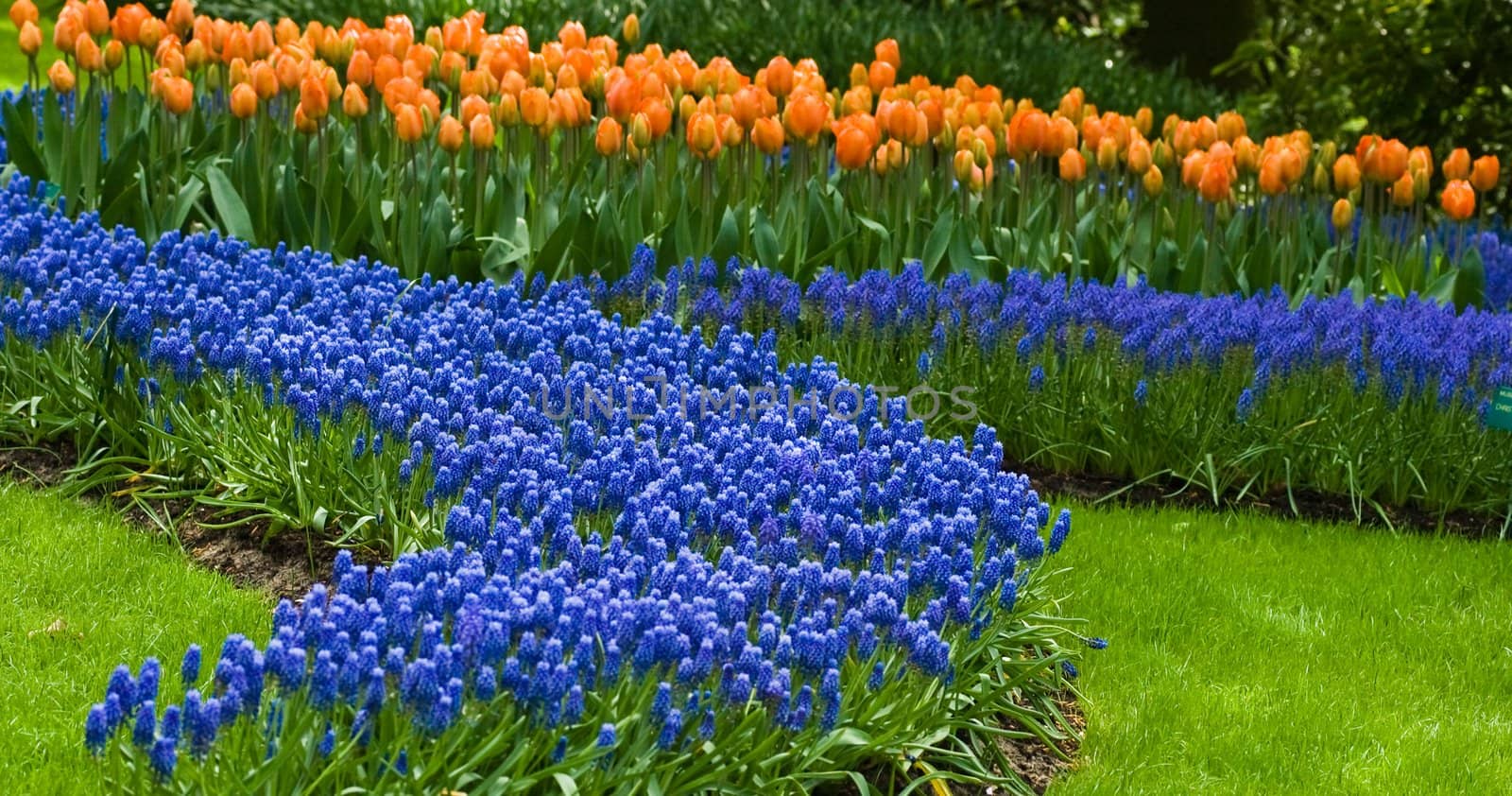 Blue common grape hyacinth in spring with  orange tulips