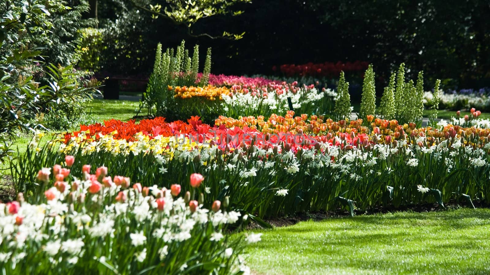 Red, pink and white daffodils and tulips in spring