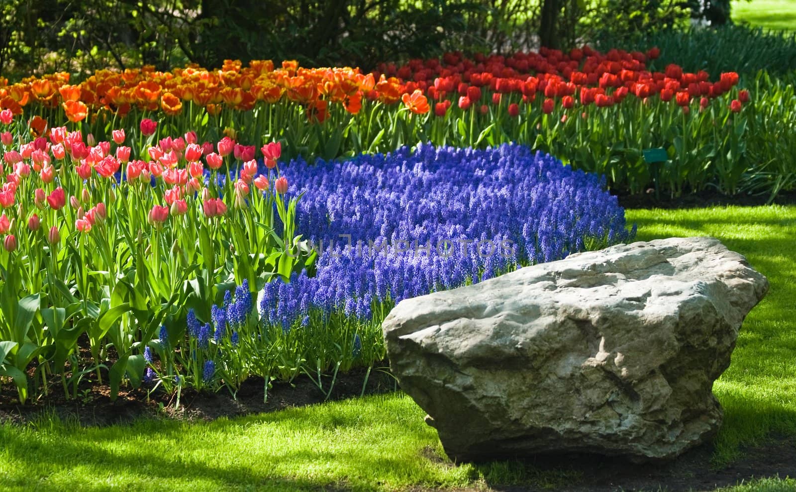 Spring time in park with blooming tulips and common grape hyacinth