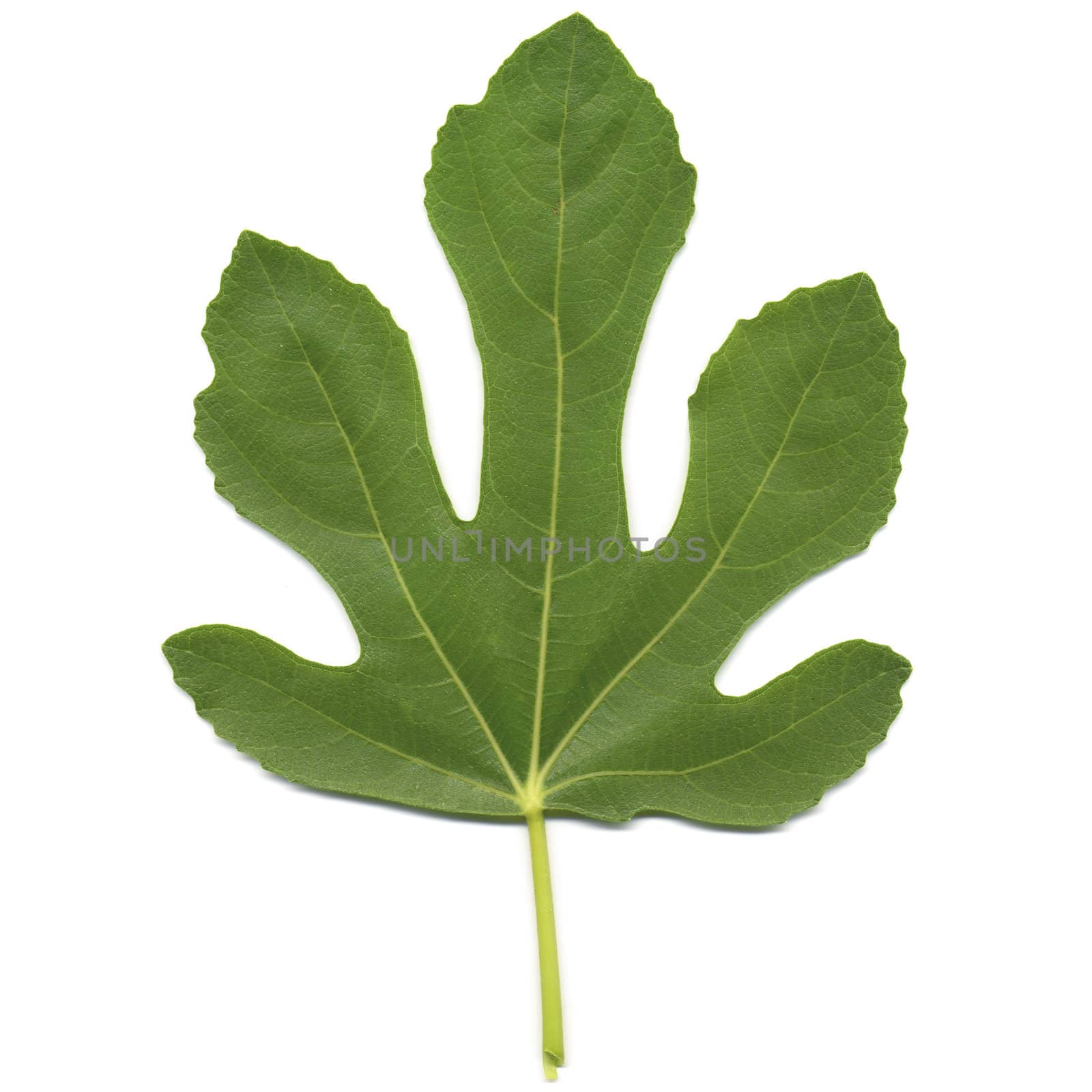 Fig tree leaf