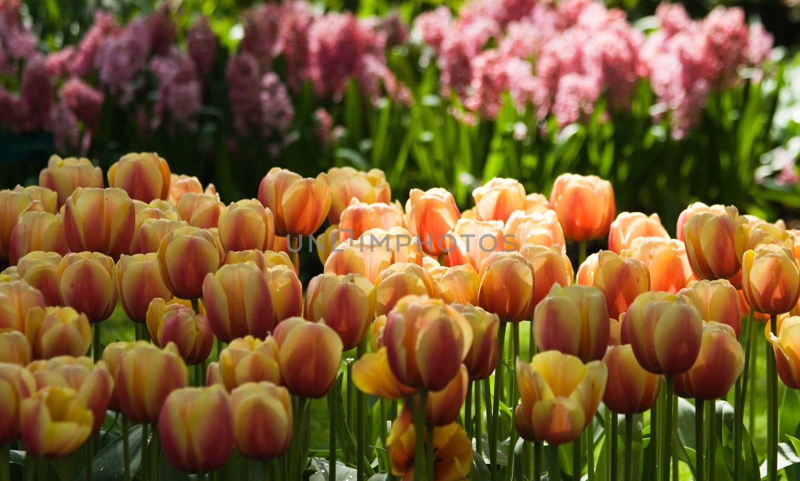 Soft colors of hyacinth and tulips in spring