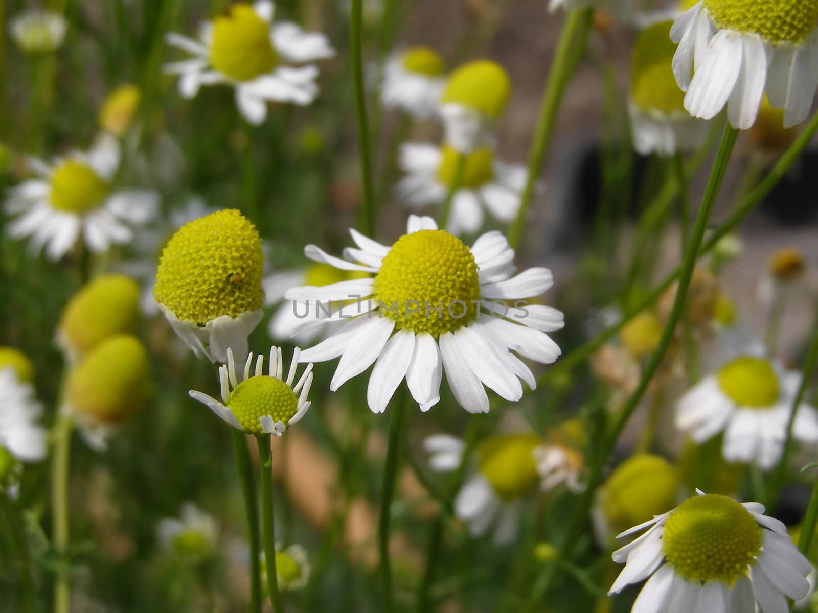 Chamomile flowers