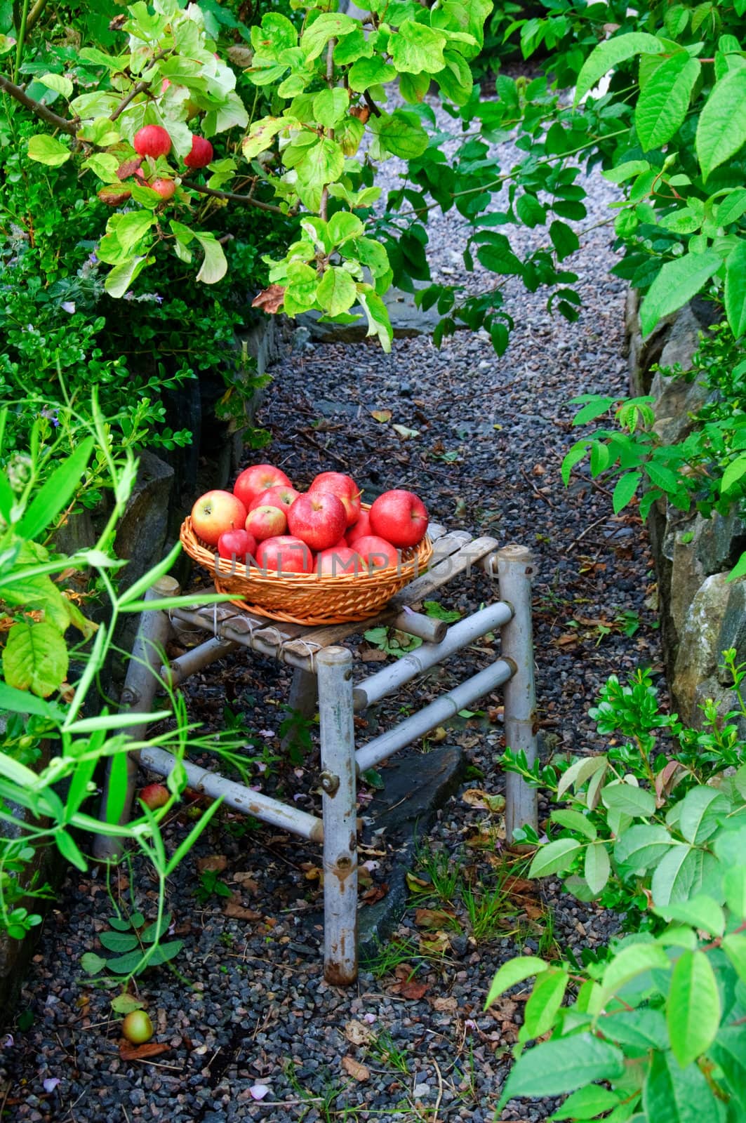 A basket of red apples in front of an apple tree in an overgrown garden