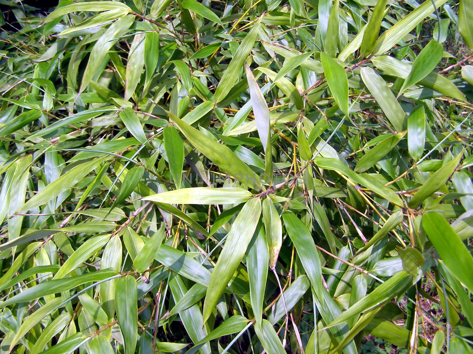 Bamboo Tree leaves background