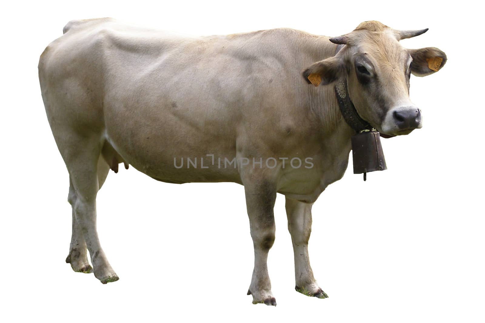 Isolated cow on white background