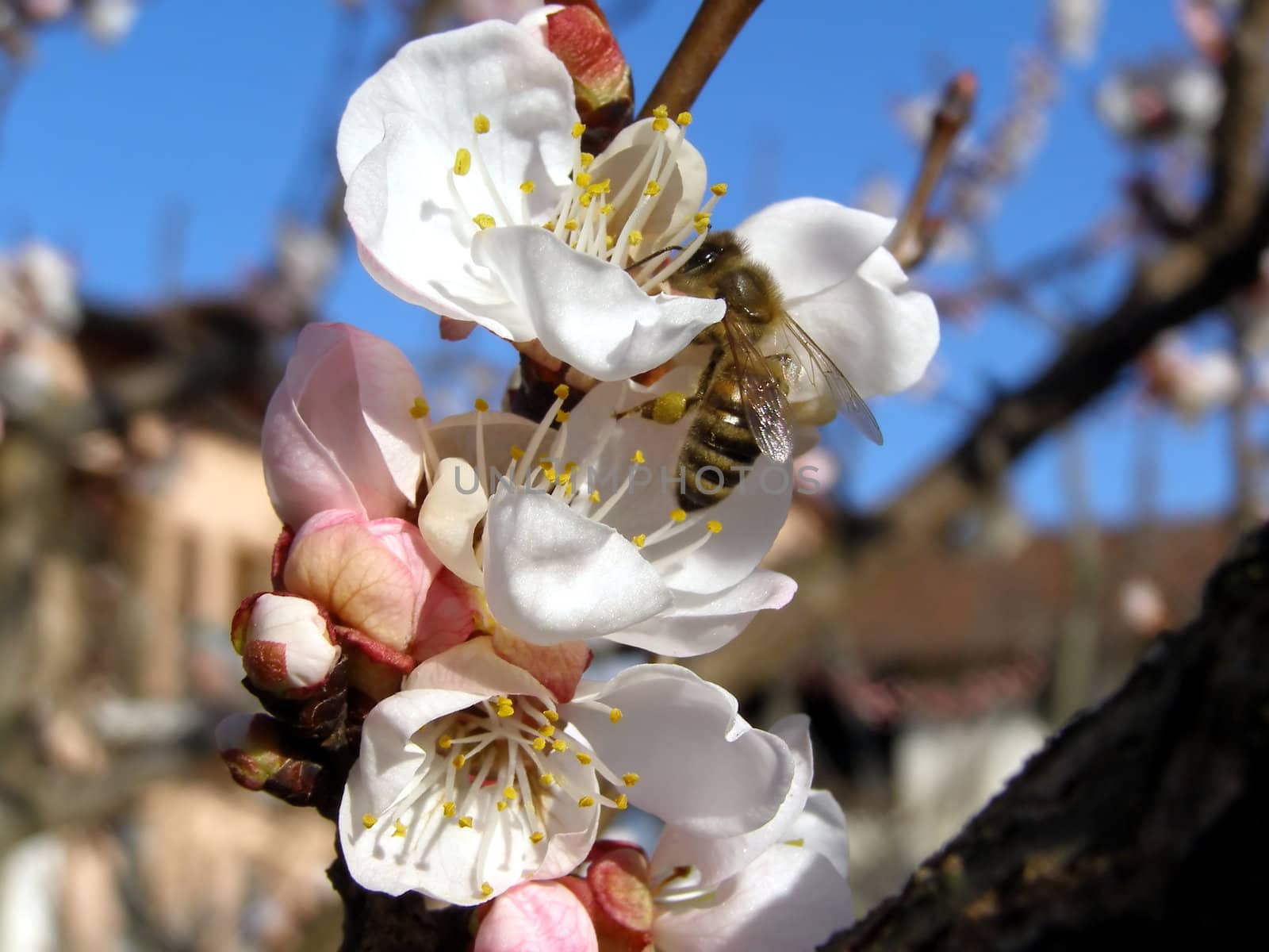 Bee fetching nectar from an apricot fruit tree flower